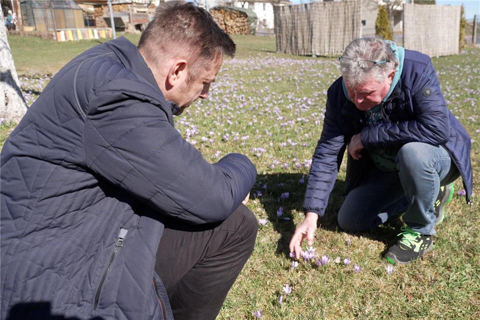 Die Krokusblüte im Erzgebirge lockt im Frühling zahlreiche Besucher an. Mike M�ller/dpa