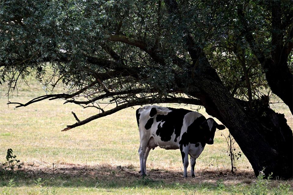 Die Kühe in Nordrhein-Westfalen finden auf den Feldern zu wenig Gras, weshalb manche Milchviehbetriebe schon jetzt ihre Wintervorräte verfüttern. (Archivbild)Federico Gambarini/dpa