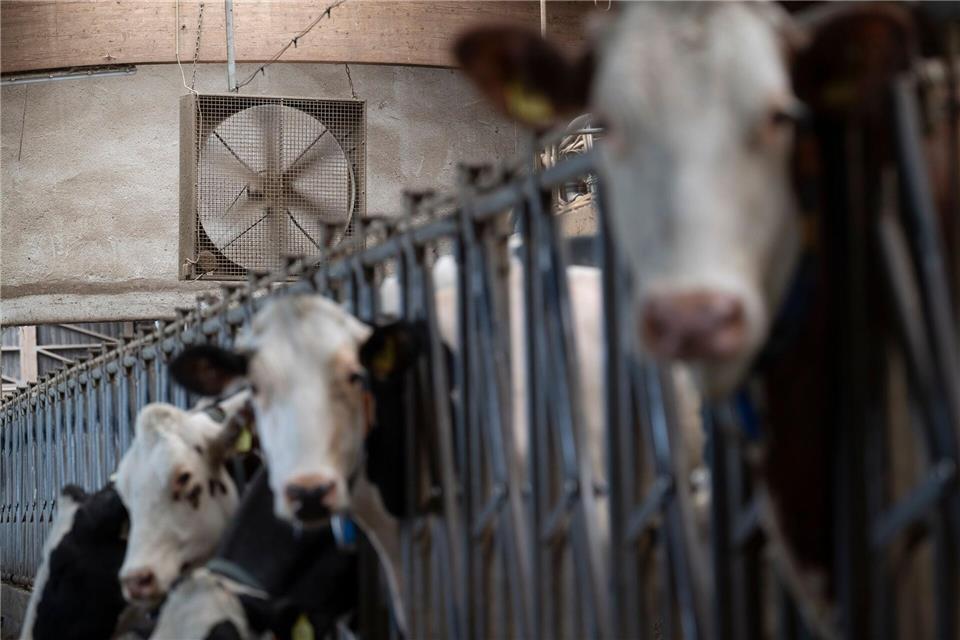 Die Kühe kommen mit Temperaturen bis zu 30 Grad klar.Marijan Murat/dpa