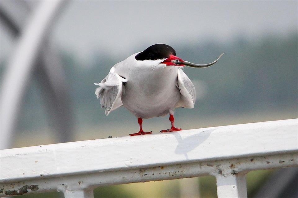 Die Küstenseeschwalbe ist in diesem Jahr der Titelvogel der Zugvogeltage. (Archivbild)Wolfgang Runge/dpa