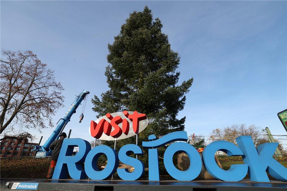 Die Küstentanne ist 20 Meter hoch und vier Tonnen schwer.Bernd Wüstneck/dpa