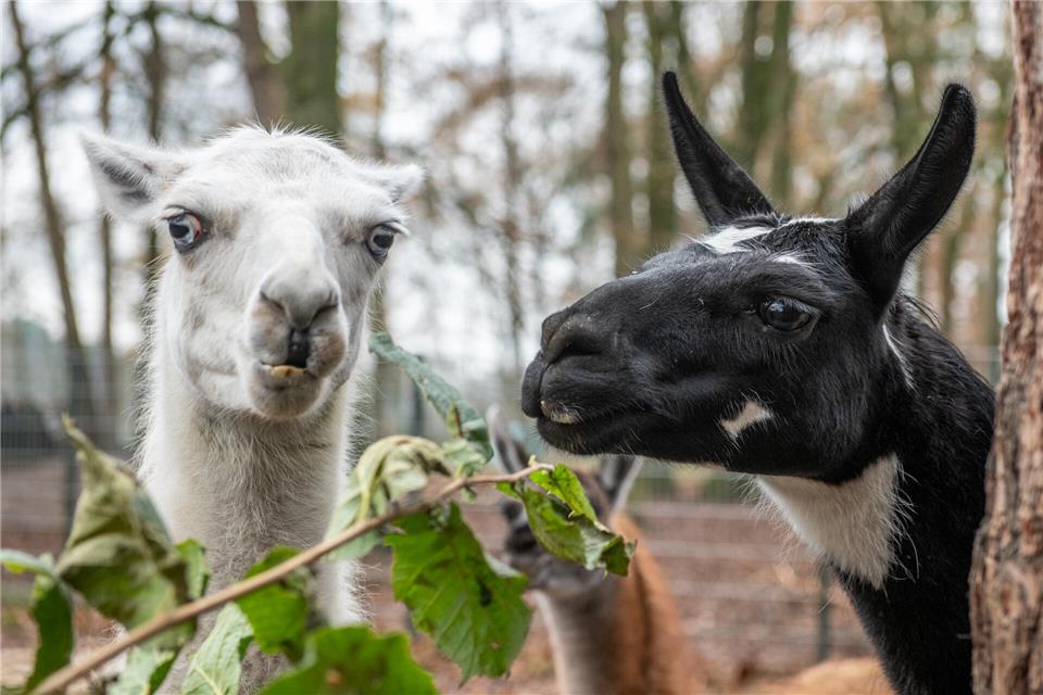 Die Lamas warten im Frankenhof auf Besucher.