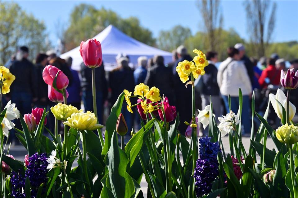 Die Landesgartenschau in Leinefelde-Worbis steht unter dem Motto „Aussöhnung zwischen Stadt und Landschaft“. (Archivbild)Martin Schutt/dpa