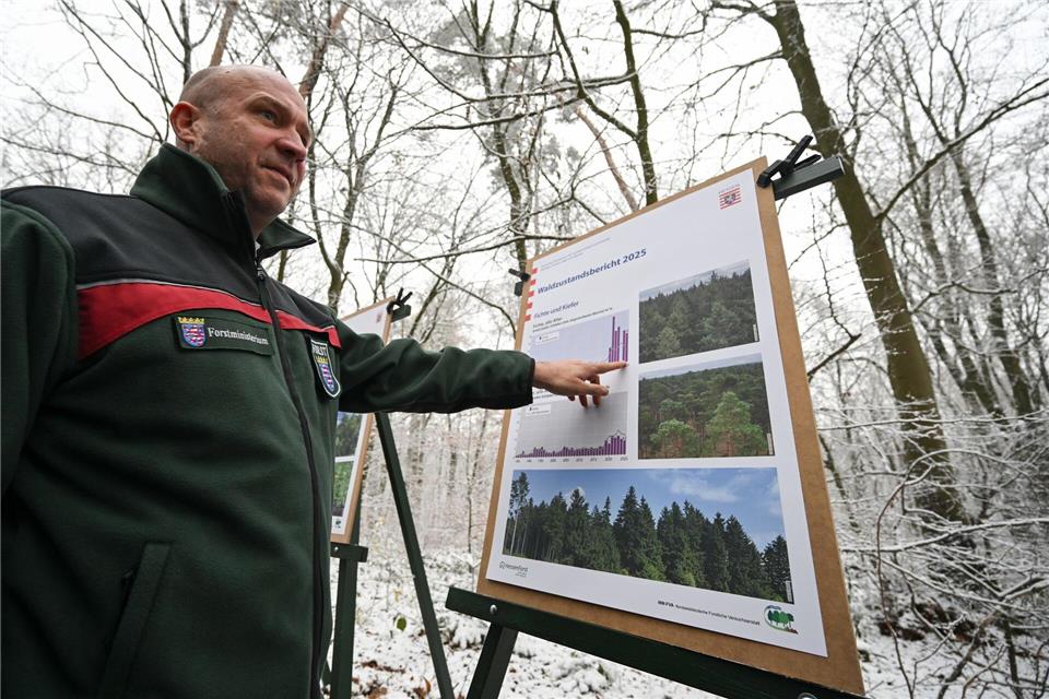 Die Landesregierung will geschädigte oder potenziell gefährdete Waldbestände umbauenArne Dedert/dpa