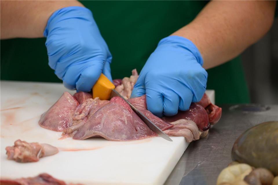 Die Landesuntersuchungsanstalt Sachsen nimmt regelmäßig Proben, um Lebensmittel und Tierkörper zu untersuchen. Robert Michael/dpa