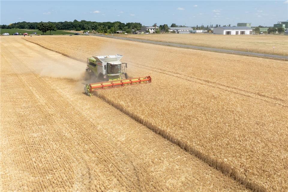 Die Landwirte hoffen nach einem trockenen Frühjahr auf eine durchschnittliche Ernte. (Archivbild)Sebastian Kahnert/dpa