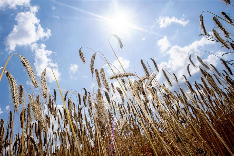 Die Landwirte in Niedersachsen haben Gerste und Weizen eingebracht. Hauke-Christian Dittrich/dpa