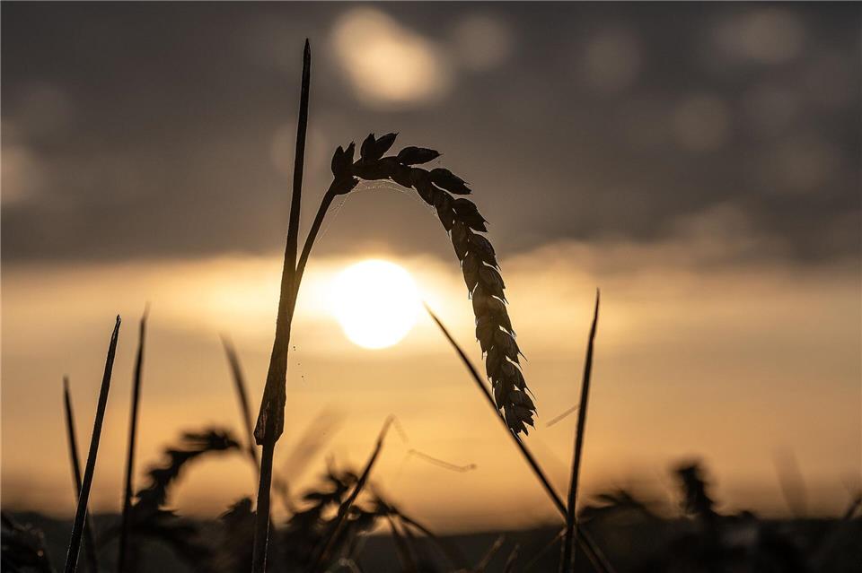 Die Landwirte in Niedersachsen haben eine laut Landwirtschaftskammer „sehr beachtliche“ Ernte eingefahren - die Preise aber sinken. (Archivbild)Swen Pförtner/dpa