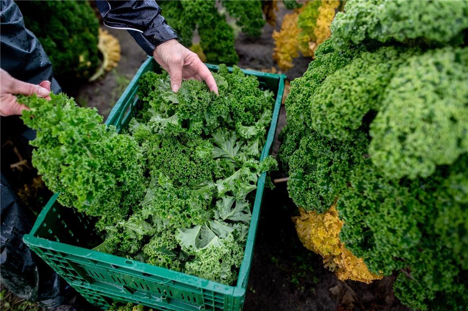 Grünkohl wird teurer - Erste Ernte in Niedersachsen  Die Landwirte rechnen mit weniger Ertrag als noch im Vorjahr. Hauke-Christian Dittrich/dpa