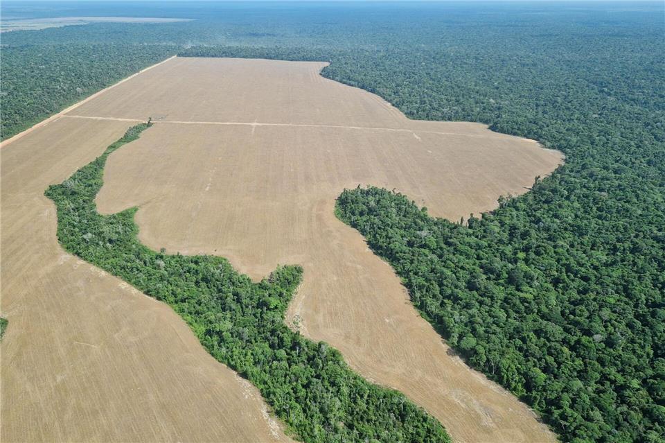 Die Landwirtschaft ist einer der Hauptgründe für Entwaldung: oft Viehzucht, hier der Anbau von Soja, das oft als Tierfutter genutzt wird.Larissa Schwedes/dpa