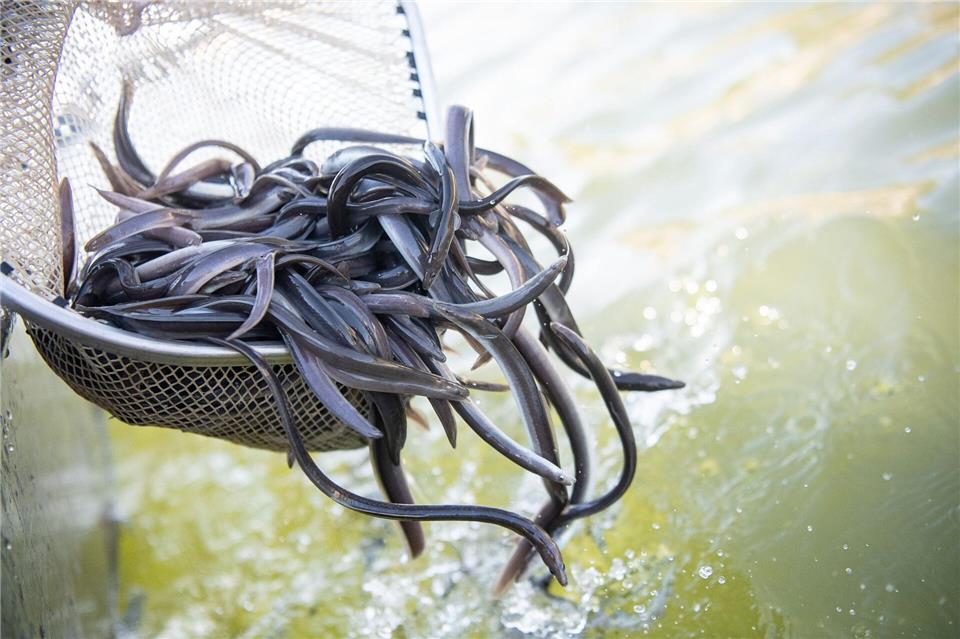Die Lebensbedingungen für Aale haben sich in Europa dramatisch verschlechtert – Angler setzen Fische aus Frankreich in Niedersachsen aus. (Symbolbild)Sebastian Gollnow/dpa
