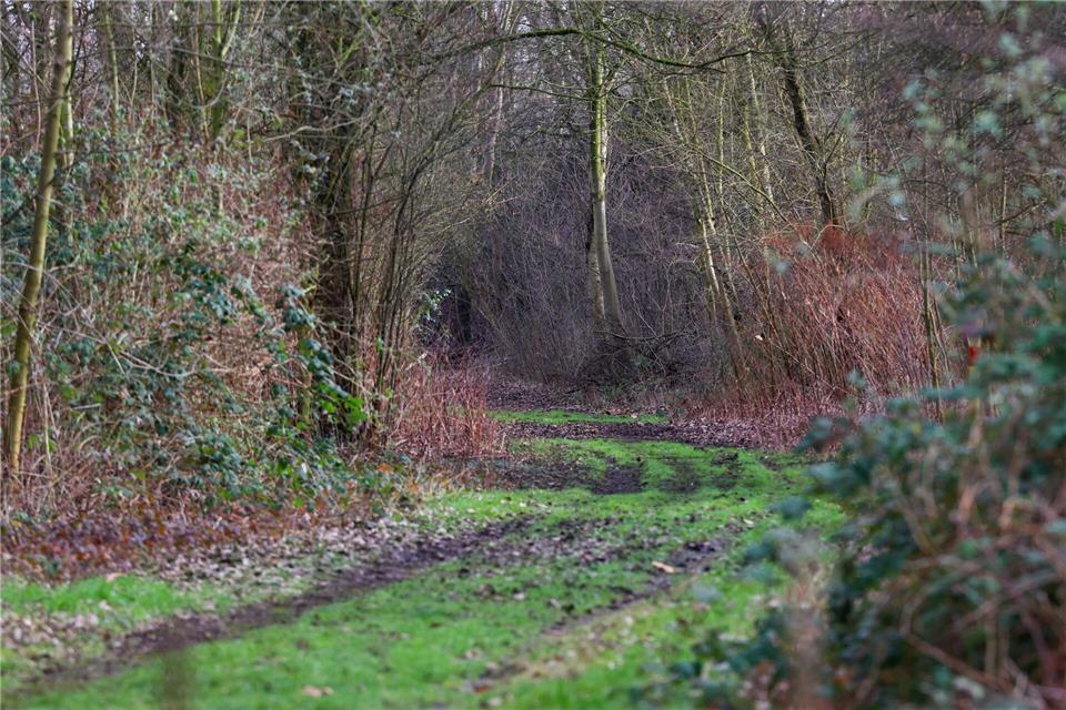 Die Leiche einer Frau war am Dienstag in diesem Waldstück gefunden worden. (Archivbild)Christoph Reichwein/dpa