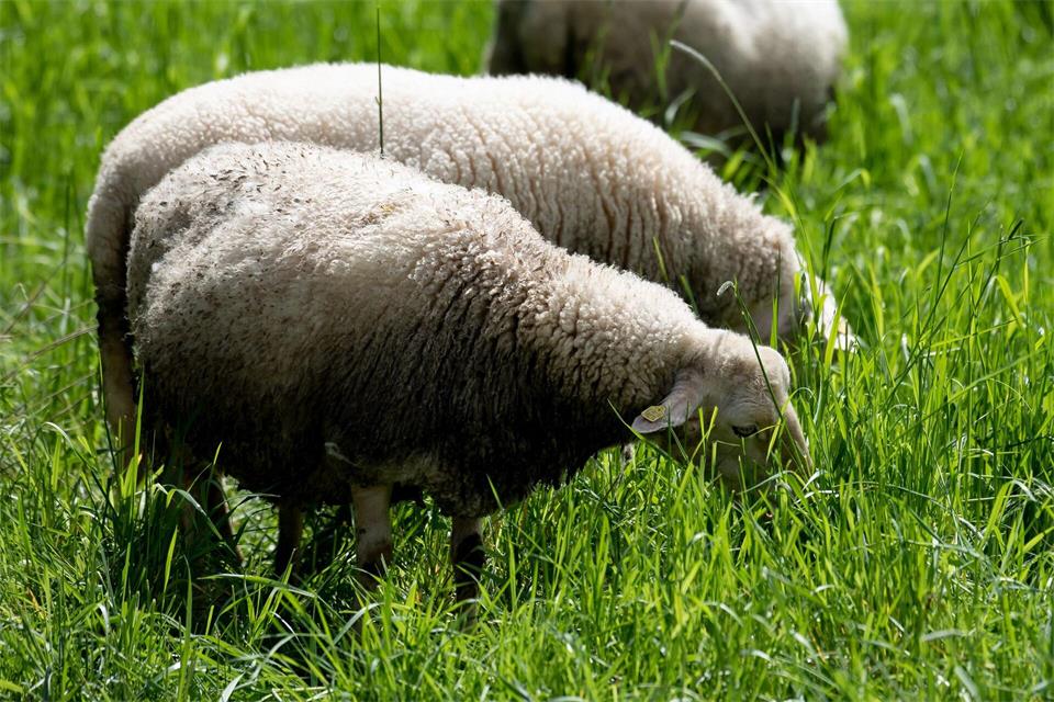 Die Leineschafe helfen im Eichsfeld beim Naturschutz. (Symbolbild)Swen Pförtner/dpa