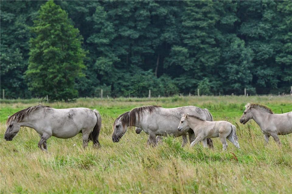 Die Liebenthaler Pferde sind eigentlich Wildpferde. (Archivfoto)Patrick Pleul/dpa