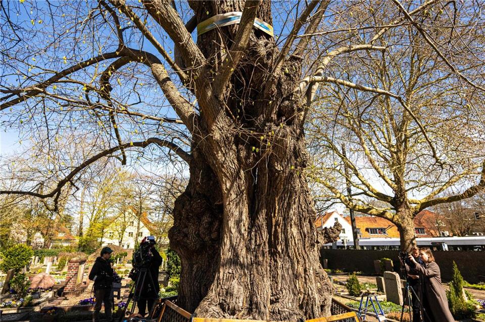 Die Linde ist eine der ältesten Bäume in Norddeutschland. Sina Schuldt/dpa