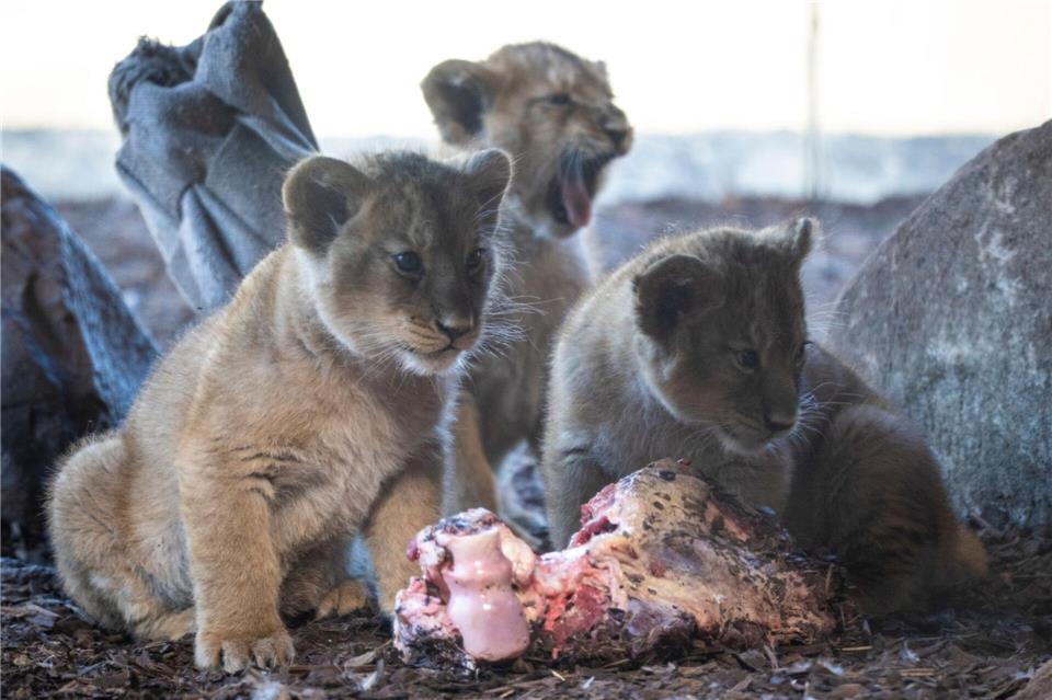 Die Löwen-Babys wurden erstmals im Wintergarten der Öffentlichkeit vorgestellt.Philip Dulian/dpa