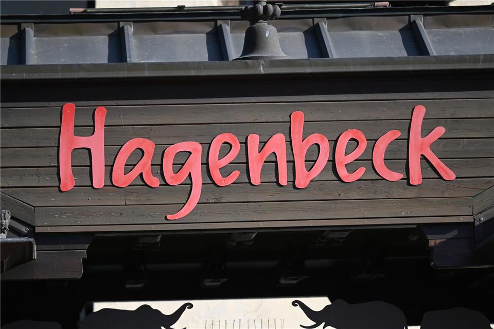 Löwin im Tierpark Hagenbeck gestorben Die Löwin Tembesi aus dem Löwen-Revier des Tierpark Hagenbeck ist gestorben. (Symbolbild)David Hammersen/dpa