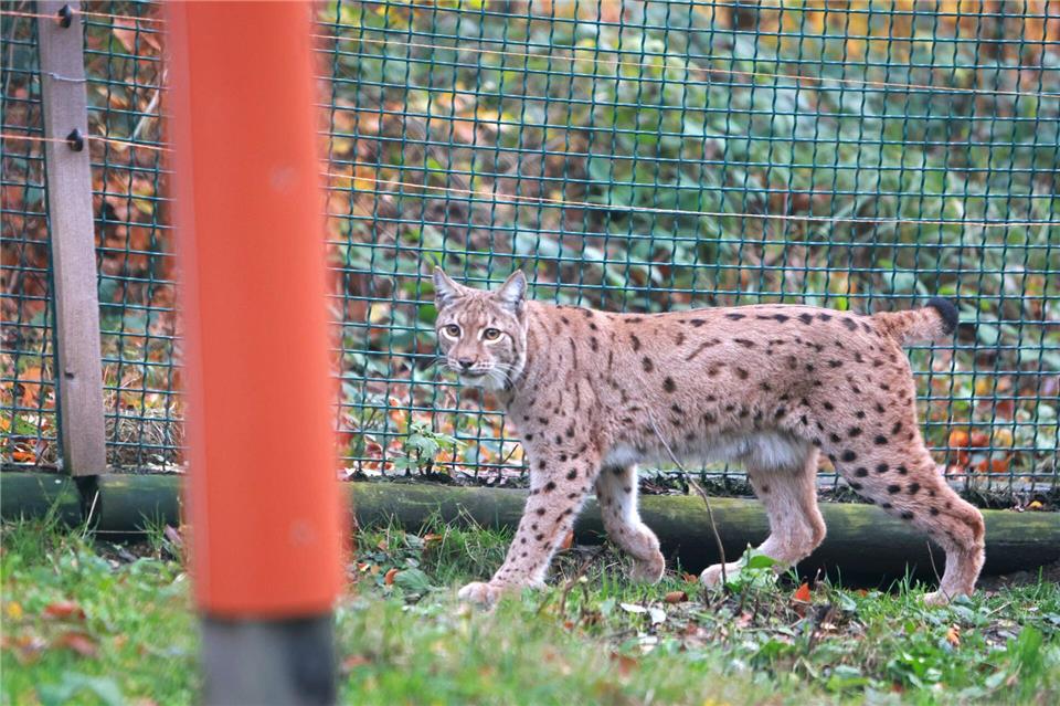Neue Luchs-Dame im Harz erstmals im Freigehege  Die Luchsin soll für Nachwuchs im Harz sorgen.Matthias Bein/dpa