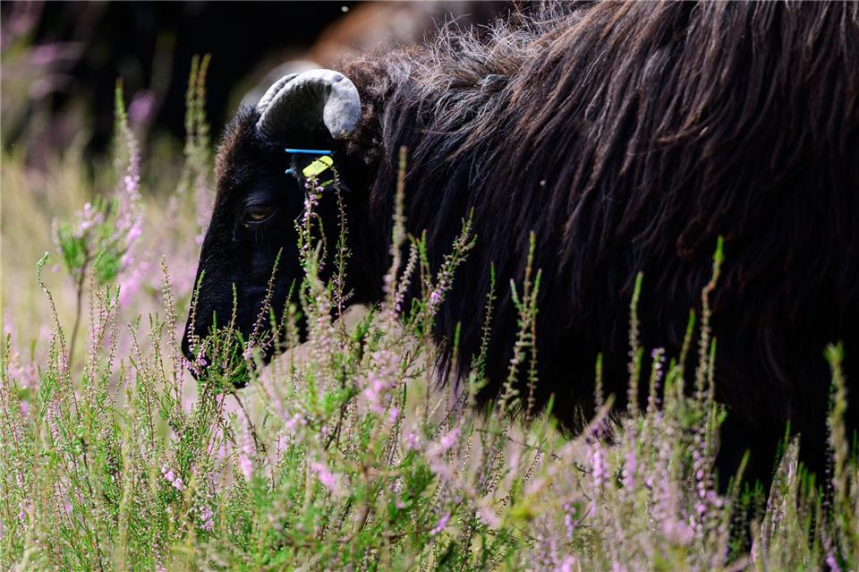 Die Lüneburger Heide ist die Weidelandschaft des Jahres 2026.Philipp Schulze/dpa