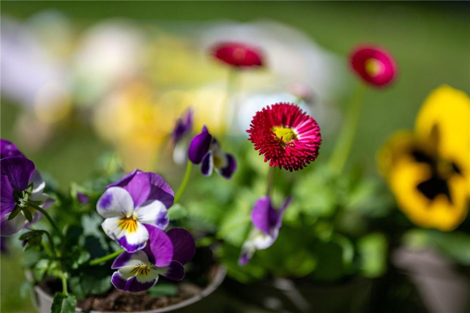 Die Luft wird in Berlin und Brandenburg frühlingshaft warm - 18 Grad warm soll es am Freitag werden.Monika Skolimowska/dpa