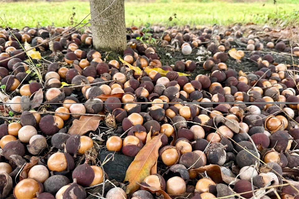 Die Macadamia-Nüsse fallen von selbst von den Bäumen.Carola Frentzen/dpa