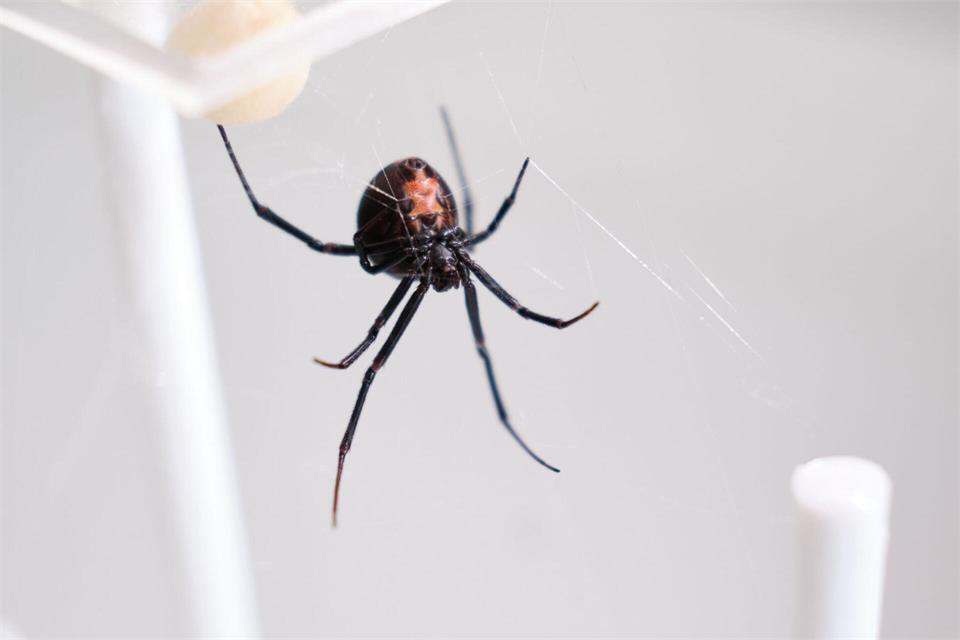 Die Männchen der Rotrückenspinne haben einen sportlichen Trick, um die Paarung mit der auch „Schwarze Witwe“ bezeichneten Spinne zu überleben. Miriam Scriba/UHH/dpa