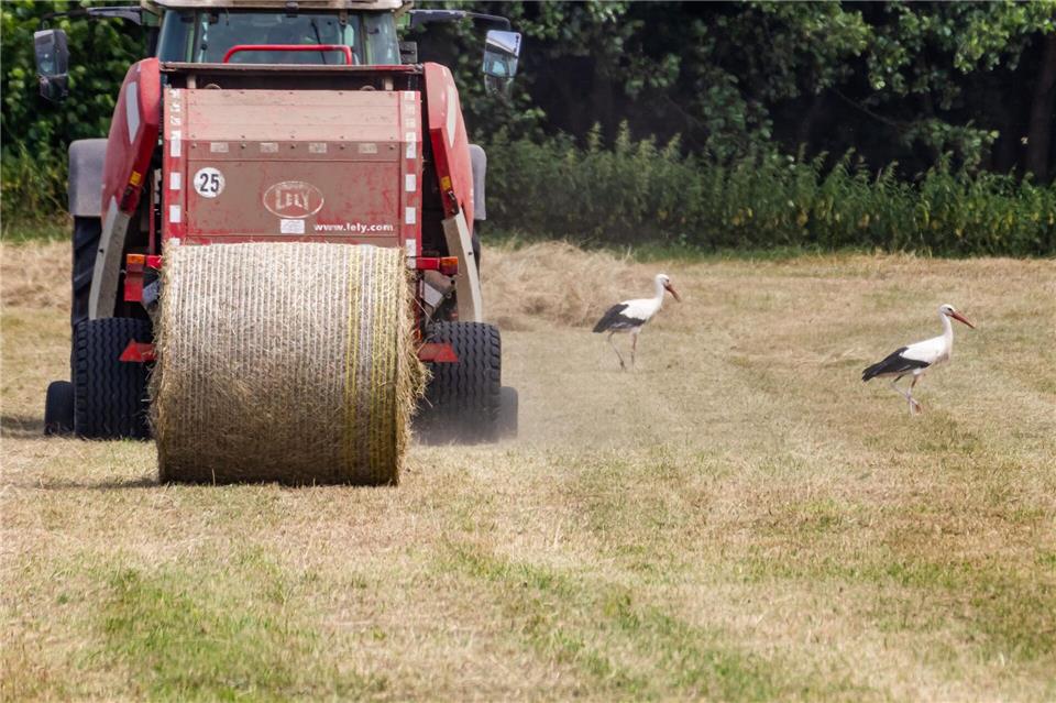 Die Mahd kann für bodenbrütende Vogelarten und andere Tiere tödliche Folgen haben.Christian Lademann/dpa