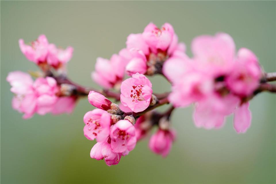 Die Mandelbäume blühen wieder im Neustädter Ortsteil Gimmeldingen (Archivfoto). Uwe Anspach/dpa