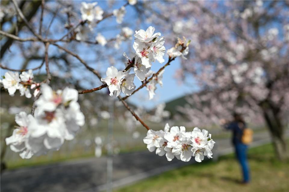 Die Mandelblüte wird in der Pfalz jedes Jahr gefeiert. Uwe Anspach/dpa