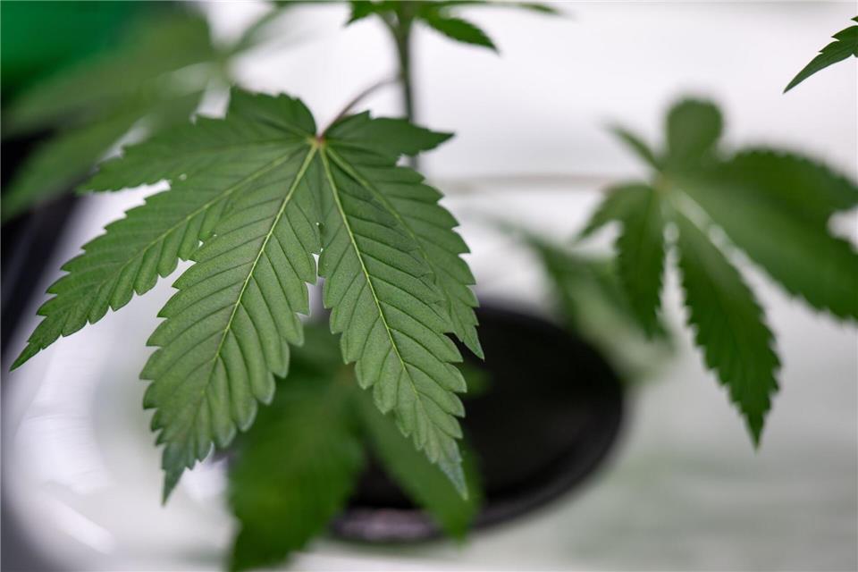 Die Mary Jane findet vom 19. bis zum 22. Juni statt. (Archivbild)Monika Skolimowska/dpa