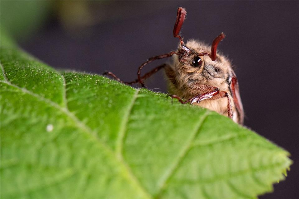 Die Massenflüge finden in der Regel alle vier Jahre statt. (Archivbild)Boris Roessler/dpa