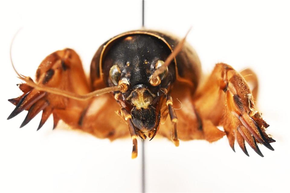 Die Maulwurfsgrille hat Schaufehl, um sich durchs Erdreich zu buddeln.Uli Deck/dpa