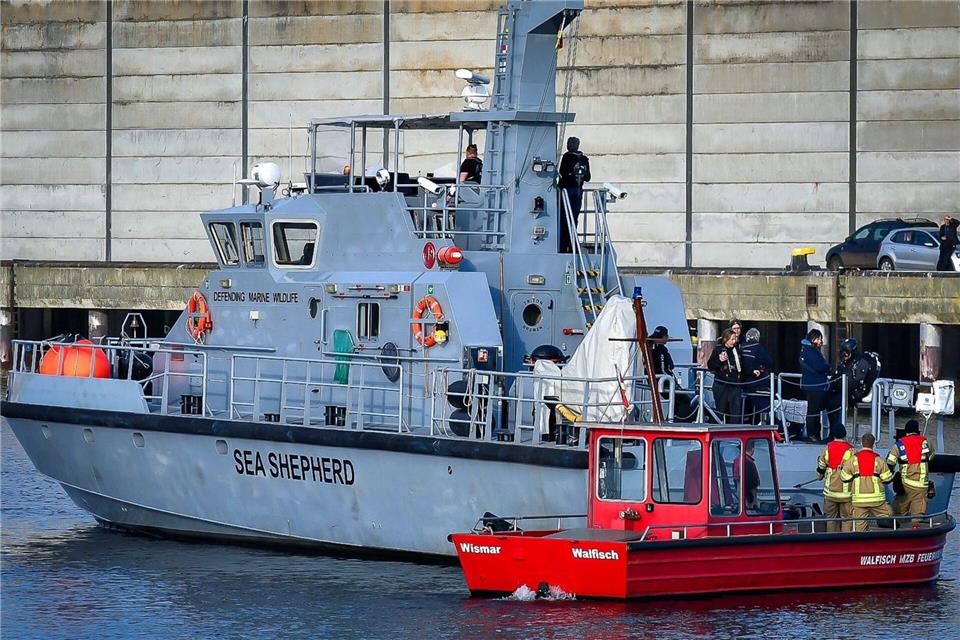 Die Meeresschutz-Organisation Sea Shepherd fuhr mit einem Schiff zu dem Wal.Tom Schultz/WISMAR.FM/dpa