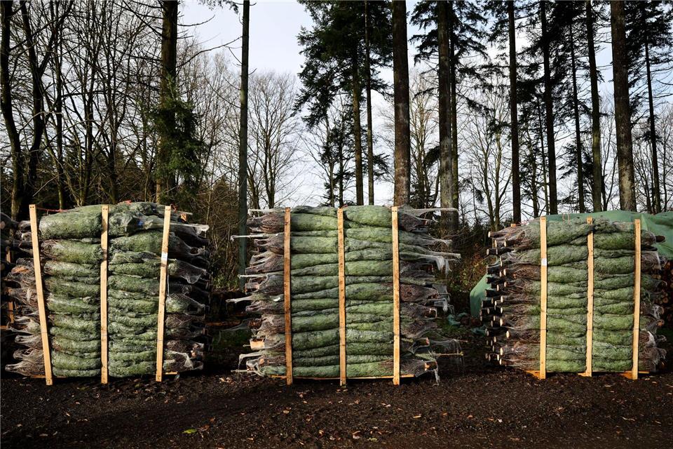 Die Menschen kaufen nach Angaben eines Produzenten immer früher einen Weihnachtsbaum.Christian Charisius/dpa