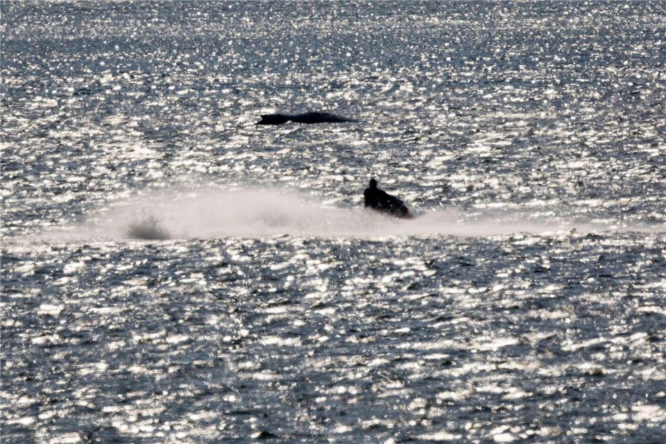„Die Menschen wollen was tun“, sagte eine Sprecherin von WWF zu der gestiegenen Spendenbereitschaft für den Schutz von Walen. Jens Büttner/dpa