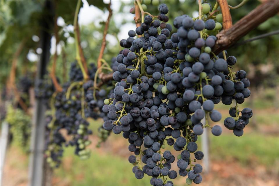 Die Merlot-Anbaufläche ist 2025 gegen den Trend gewachsen. (Symbolbild)Patrick Seeger/dpa