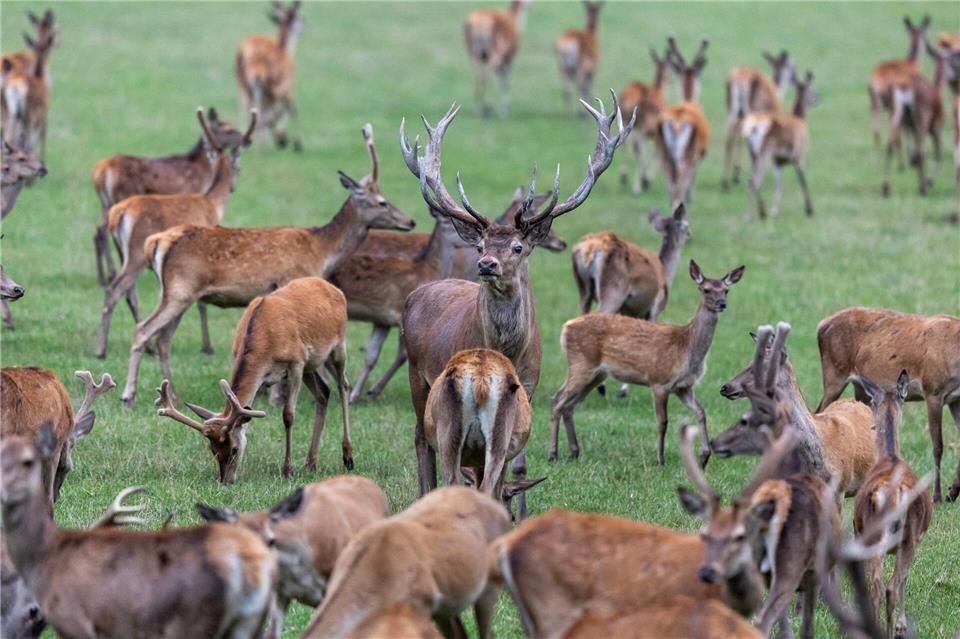 Die Mitglieder des bayerischen Jagdverbandes wählen ihren Präsidenten. Favorit ist Amtsinhaber Ernst Weidenbusch.  (Symbolbild)Daniel Karmann/dpa