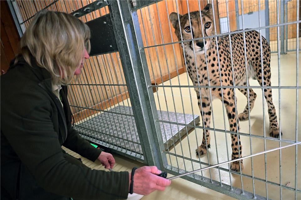 Die Mutter der vier jungen Geparden absolviert regelmäßig ein medizinisches Training mit der zuständigen Tierpflegerin. Bei solchen Trainings können ihr etwa auch Impfungen verabreicht werden.Martin Schutt/dpa