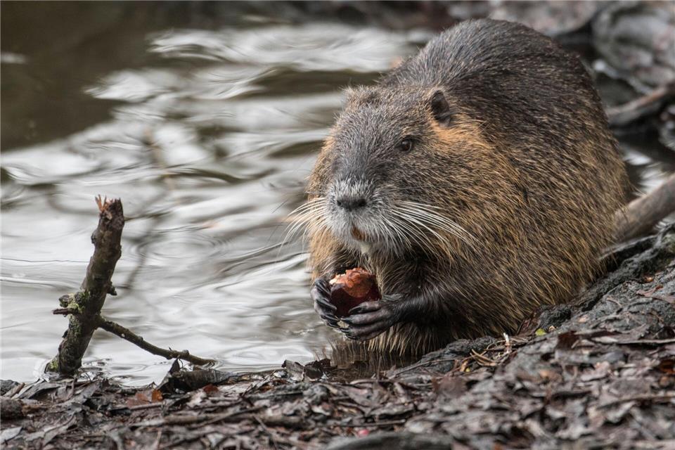 Die Nager sind keine aggressiven Tiere. (Archivbild)Boris Roessler/dpa