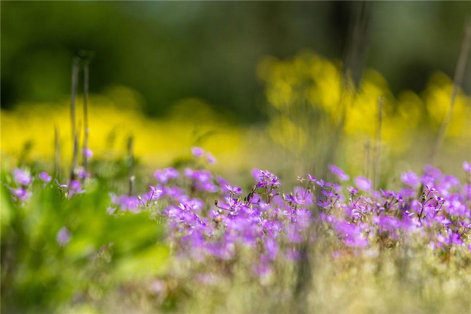 Die Natur blüht auf.Frank Hammerschmidt/dpa
