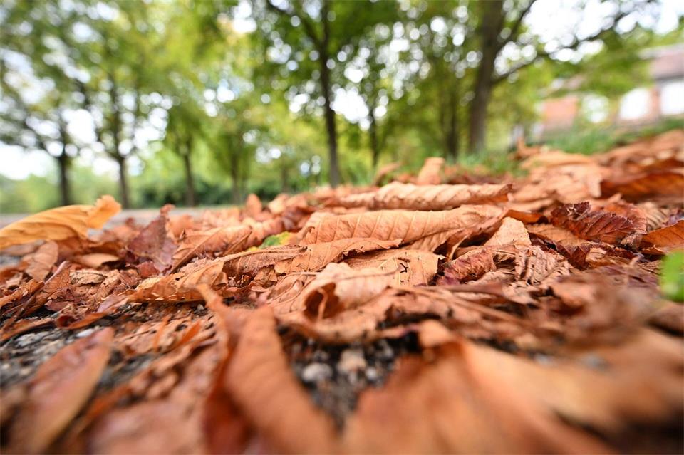 Die Natur hat unter Hitze und Trockenheit wochenlang gelitten.Bernd Weißbrod/dpa