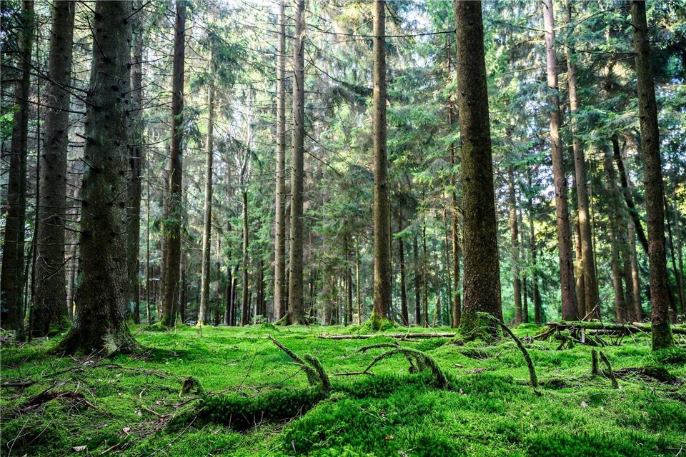 Die Natur soll im Solling immer mehr sich selbst überlassen werden.Swen Pförtner/dpa