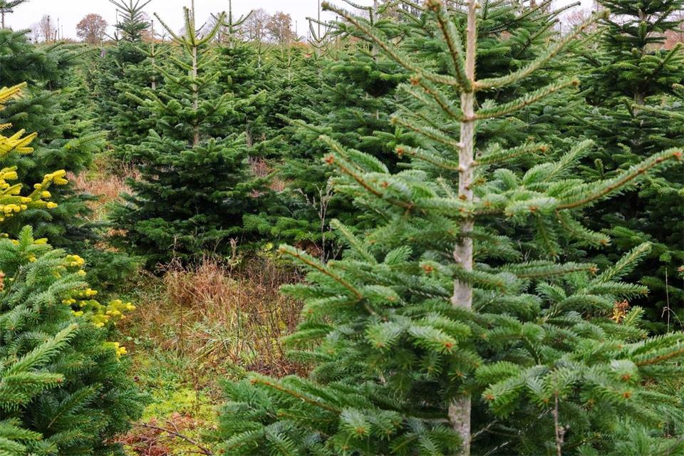 Die Nordmanntanne ist und bleibt der Weihnachtsbaum in deutschen Wohnzimmern. (Archivbild)Frank Molter/dpa