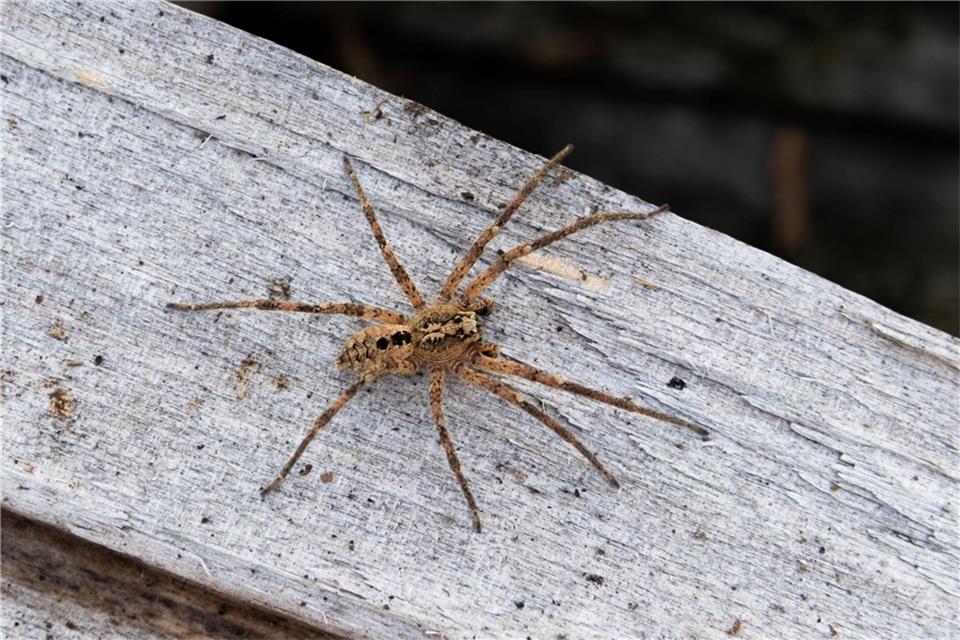 Die Nosferatu-Spinne ist inzwischen in fast ganz Deutschland verbreitet. (Archivbild)