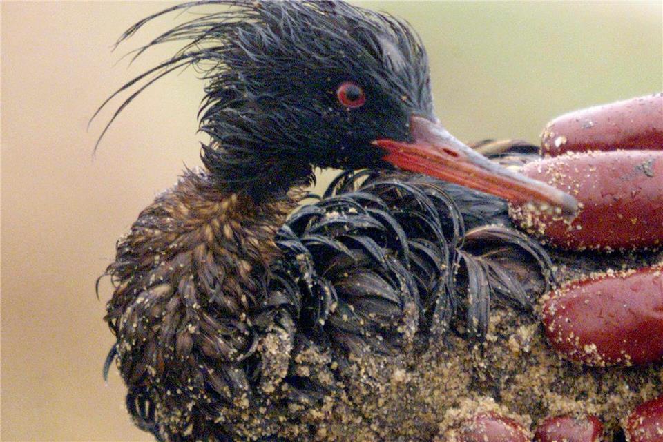 Die Ölpest nach dem Untergang der „Erika“ kostete Zehntausende Vögel das Leben (Archivbild).Marcel Mochet/AFP/epa/dpa