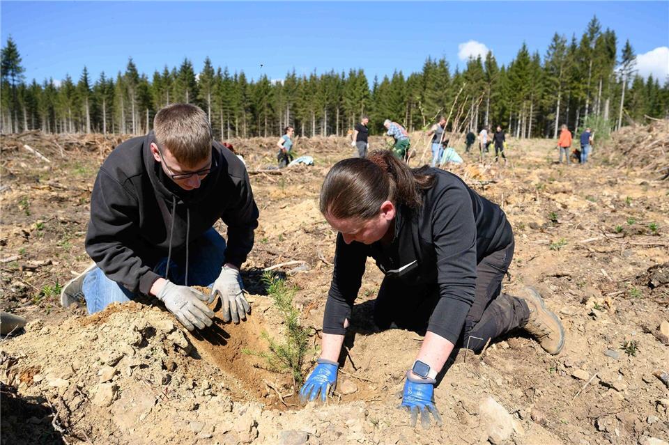 Die Pflanzhelfer Phillip Liebau und Vanessa Suffrian setzen eine Douglasie bei einer privaten Wiederaufforstungsaktion im Harz. Swen Pförtner/dpa