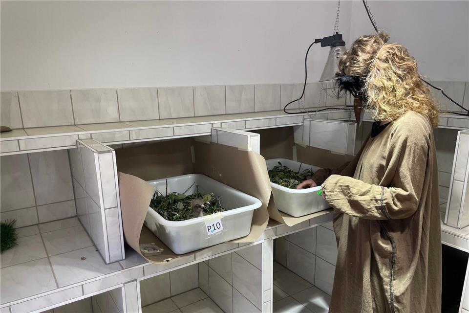 Die Pflegerin der Küken trägt ein ungewöhnliches Outftit.Ludwig Klein/NABU-Stiftung Nationales Naturerbe/dpa