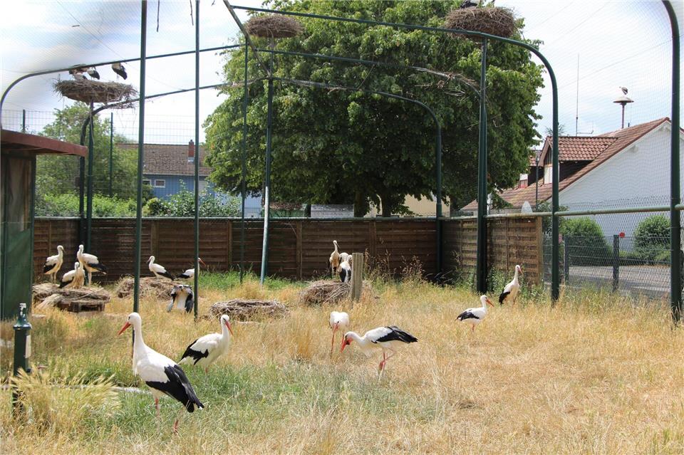 Die Pflegestation mit rund 50 Störchen im Jahr gehört zum vertrauten Stadtbild in Bornheim: Sie befindet sich mitten im Ortskern und kann rund um die Uhr von der Straße aus beobachtet werden. Katja Sponholz/dpa