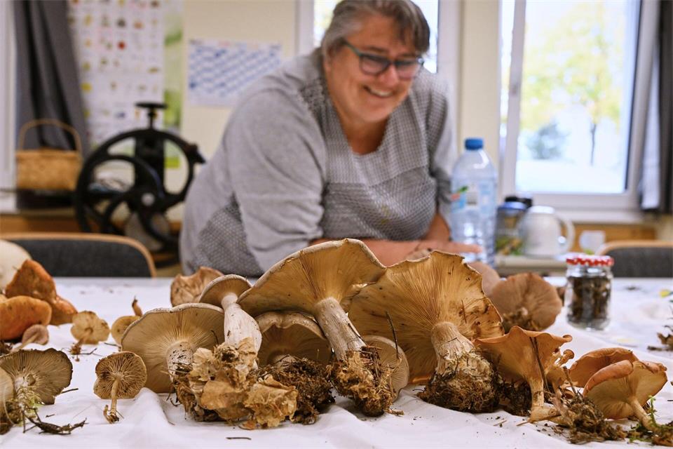 Die Pilze werden im Theorieteil genau unter die Lupe genommen.Jens Kalaene/dpa