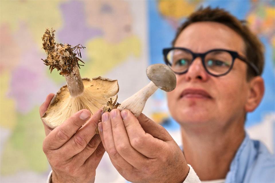 Die Pilze werden nach der Suche genauer betrachtet und bestimmt. Jens Kalaene/dpa